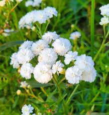 Attēlu rezultāti vaicājumam “Achillea ptarmica flower”