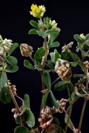 Attēlu rezultāti vaicājumam “Trifolium dubium fruit”