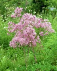 Attēlu rezultāti vaicājumam “Thalictrum aquilegifolium flower”