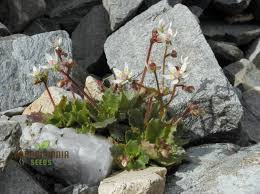 Attēlu rezultāti vaicājumam “Saxifraga cymbalaria fruit”