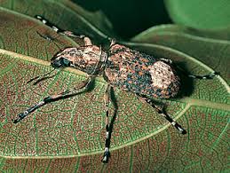 Attēlu rezultāti vaicājumam “Anthribidae”