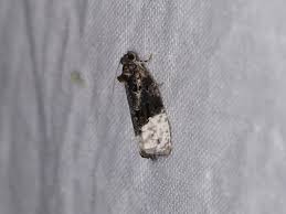 Attēlu rezultāti vaicājumam “Apotomis betuletana”