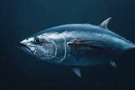 Image result for Thunnus atlanticus