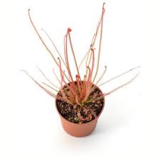 Attēlu rezultāti vaicājumam “Drosera anglica leaf”