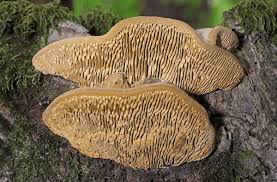 Attēlu rezultāti vaicājumam “Daedalea quercina”