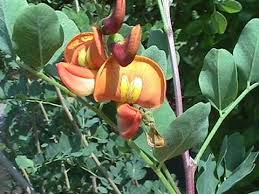 Image result for Colutea x media (arborescens x orientalis)