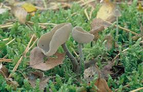 Attēlu rezultāti vaicājumam “Helvella macropus”