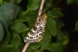 Attēlu rezultāti vaicājumam “Arichanna melanaria”