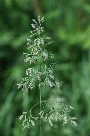 Attēlu rezultāti vaicājumam “Poa pratensis”