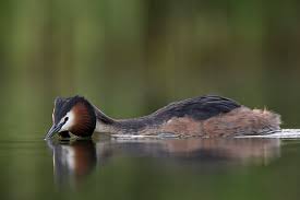 Attēlu rezultāti vaicājumam “Podiceps cristatus adult”