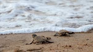 Image result for Caretta caretta