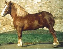 Horse Breeds