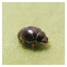 Attēlu rezultāti vaicājumam “Lamproderma puncticulatum”