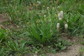 Attēlu rezultāti vaicājumam “Plantago media leaf”