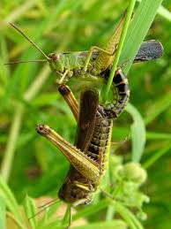 Attēlu rezultāti vaicājumam “Omocestus viridulus”