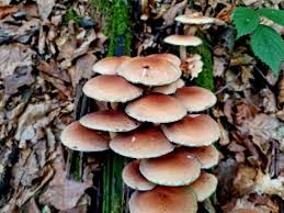 Attēlu rezultāti vaicājumam “Hypholoma lateritium”