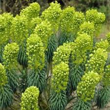 Image result for Wolfsmilch