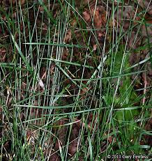 Attēlu rezultāti vaicājumam “Poa nemoralis leaf”