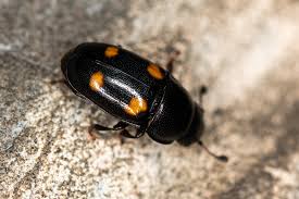 Attēlu rezultāti vaicājumam “Glischrochilus hortensis”