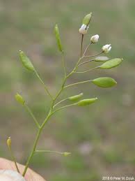 Attēlu rezultāti vaicājumam “Erophila verna fruit”