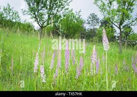 Attēlu rezultāti vaicājumam “Gymnadenia conopsea fruit”