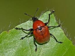 Attēlu rezultāti vaicājumam “Attelabus nitens”