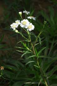 Image result for Achillea Ptarmica