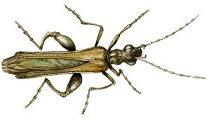 Attēlu rezultāti vaicājumam “Oedemera femorata”