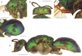 Attēlu rezultāti vaicājumam “Hedychrum sp.”