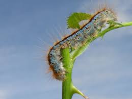 Attēlu rezultāti vaicājumam “Malacosoma castrensis male”