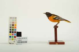 Image result for Icterus galbula