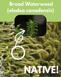 Attēlu rezultāti vaicājumam “Elodea canadensis”