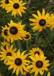 Attēlu rezultāti vaicājumam “Rudbeckia hirta var. pulcherrima”