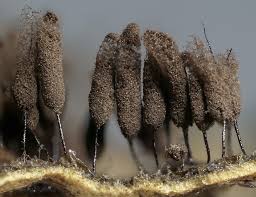 Attēlu rezultāti vaicājumam “Stemonaria irregularis macro”