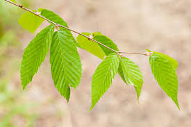 Attēlu rezultāti vaicājumam “Betula alleghaniensis leaf”