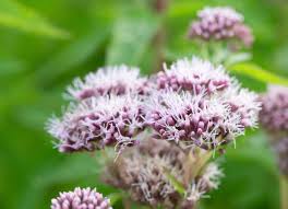 Attēlu rezultāti vaicājumam “Eupatorium cannabinum leaf”