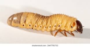 Attēlu rezultāti vaicājumam “Oryctes nasicornis larva”