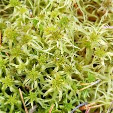 Attēlu rezultāti vaicājumam “Sphagnum riparium”
