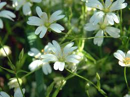 Attēlu rezultāti vaicājumam “Stellaria holostea leaf”
