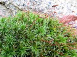 Attēlu rezultāti vaicājumam “Atrichum undulatum sporophyte”