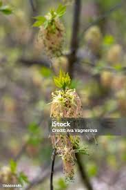 Attēlu rezultāti vaicājumam “Acer negundo female flower”
