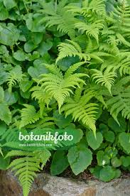 Attēlu rezultāti vaicājumam “Phegopteris connectilis”