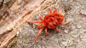 Attēlu rezultāti vaicājumam “Trombidiidae”