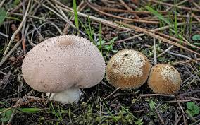 Attēlu rezultāti vaicājumam “Lycoperdon perlatum”