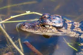 Image result for Alligator mississippiensis