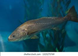 Image result for Argyrosomus regius