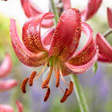 Image result for Lilium martagon `Manitoba Fox`