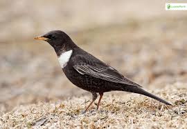 Image result for Turdus torquatus