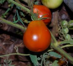 Afbeeldingsresultaat voor black elephant tomato