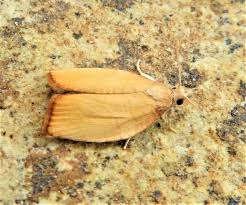 Attēlu rezultāti vaicājumam “Pandemis corylana”